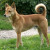 Canaan Dog Canaan Dog