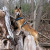 New Guinea Singing Dog New Guinea Singing Dog
