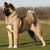 Akita Dog Akita Dog