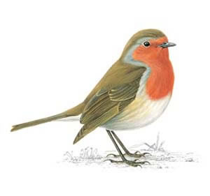 Robins are traditionally a symbol of hope and joy.