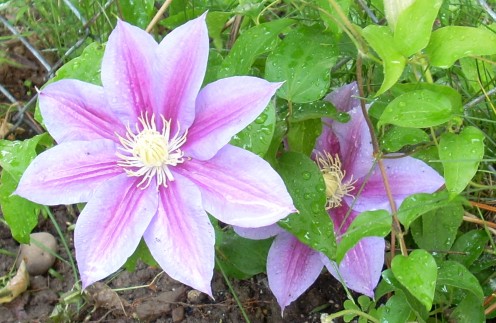 When I first saw the striking colors of this clematis blooming in my garden, I wrote in my journal about the joy I felt in knowing I tended and nurtured that little plant, and how I now appreciate it's beauty. 