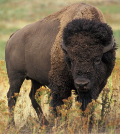 The Decline and Rise of the American Buffalo