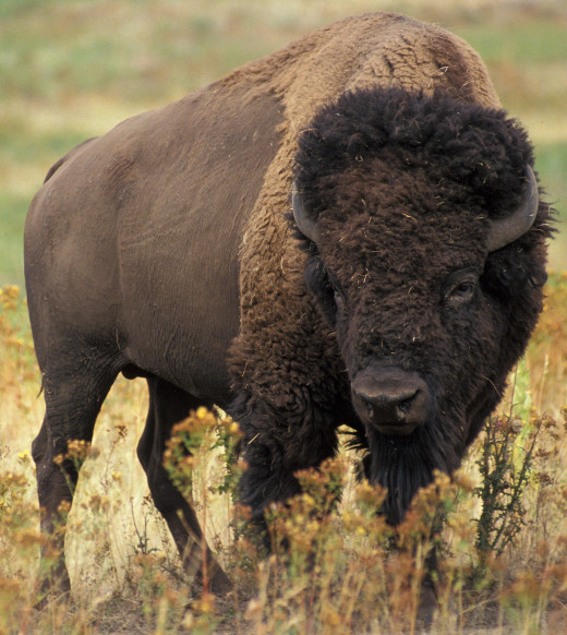 The American bison or buffalo