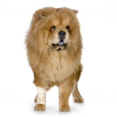 Assorted bandages, an important item in your canine first-aid kit!