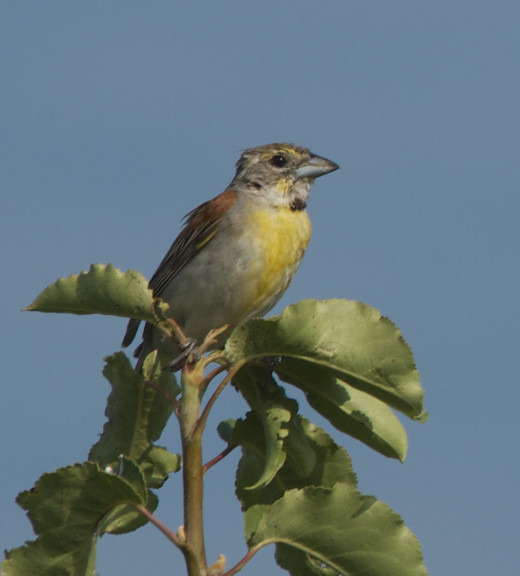 The neotropical Dickcissel on December 22?  It is recorded on eBird in Eastport, Maine!