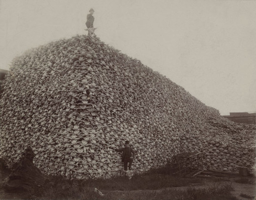 Buffalo bones waiting to be ground into fertilizer in the 1870s
