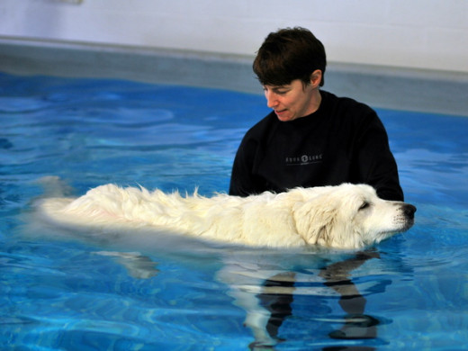 Teaching a Dog Swimming