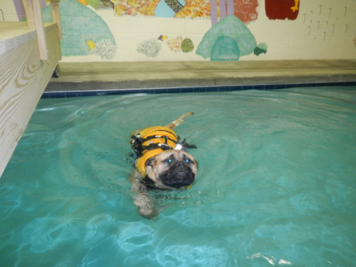 Small Dog Swimming Properly