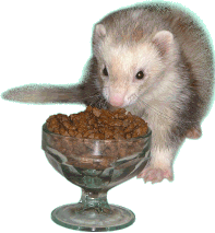 Utensils are optional when it's dinnertime for ferrets.  