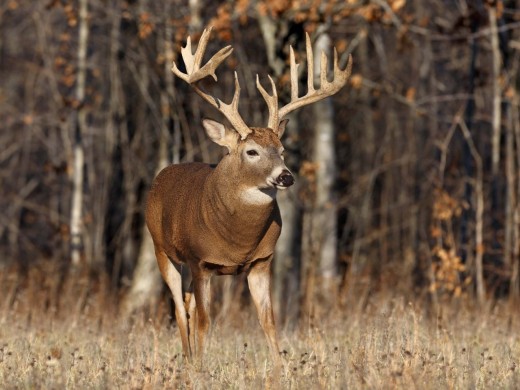 Deer Hunting