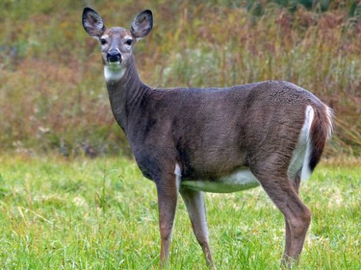 Deer Hunting