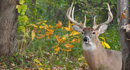 Deer Hunting