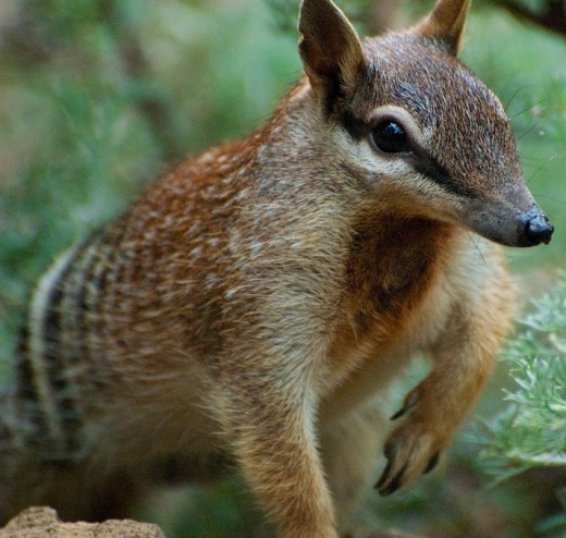Numbat
