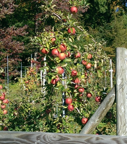Apple Tree, Norton Bros. Farm, CT