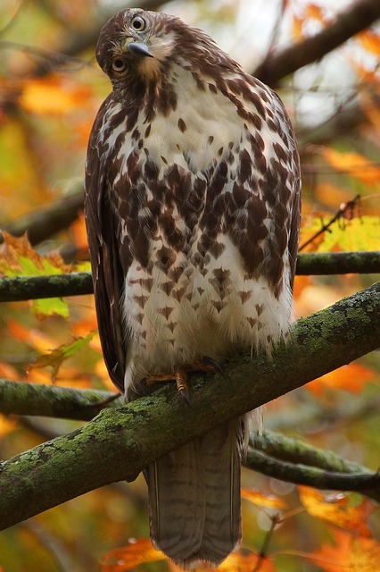 Red Tail Hawk