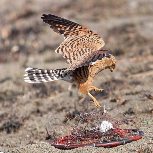 Rock Kestrel on a Bal Chatri Trap. 