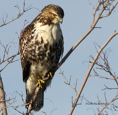 Red Tail Hawk in tree. 