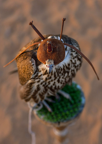 Hooded Raptor on perch. 