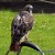 Haggard Red Tail Hawk on bow perch. 