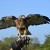 Red Tail Hawk on the Glove. 