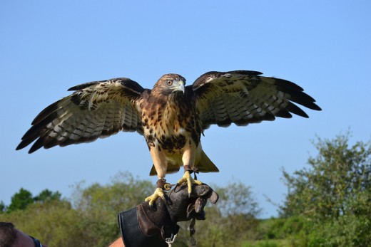 Red Tail Hawk on the Glove. 