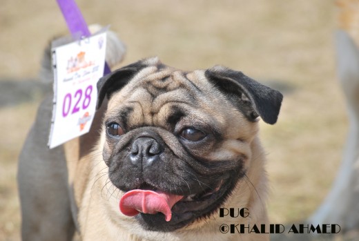 Grey pug