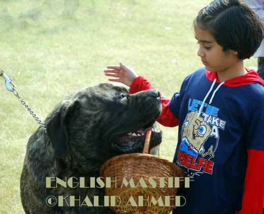 Mastiff