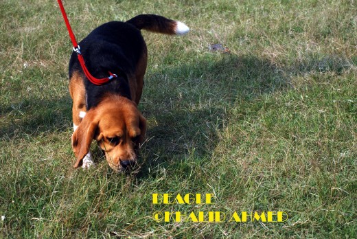 Beagle
