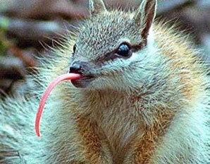 The numbat uses its tongue to gather termites