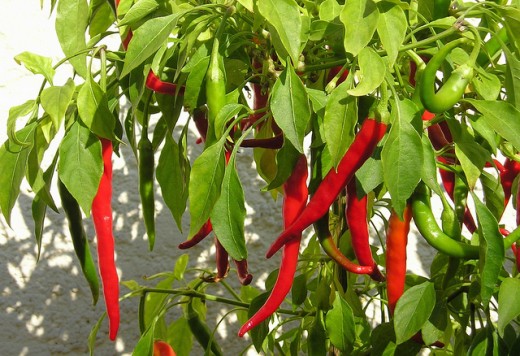 Cayenne pepper contains vitamins A, B1 and C .