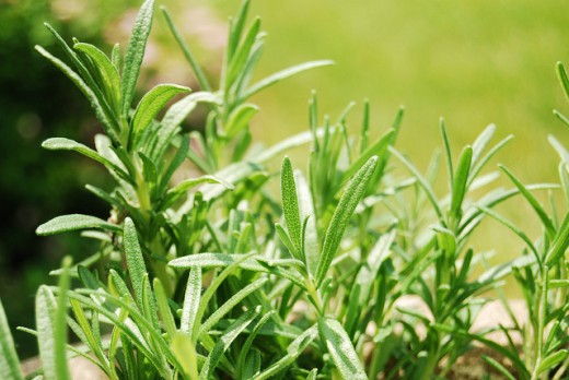 Rosemary an be used to help increase concentration and ease digestive upset. 