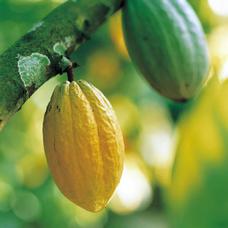 Cocoa Pods - Cocoa is grown in Central America and Africa and begins life in pods on a Cocoa tree.