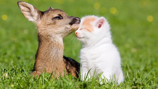 Fawn and cat