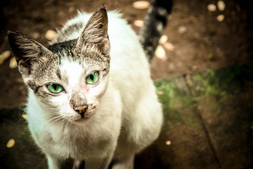 Now the stray cat looks still and great!! :D