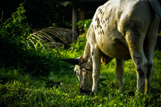 Just a cow.. Notice how it's a little to the side.