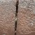 Some plants growing through the cracks. Some plants growing through the cracks.