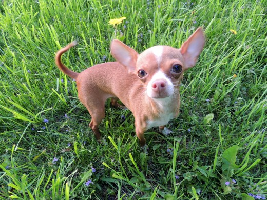 LuLu the Chihuahua