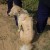 Cambodian Razorback Dog (Berger's Dog) Cambodian Razorback Dog (Berger's Dog)