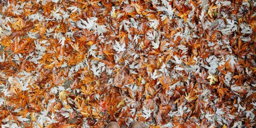 Michigan Autumn Colors