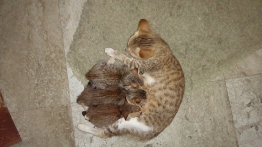 My adorably cute Poop Machines :)