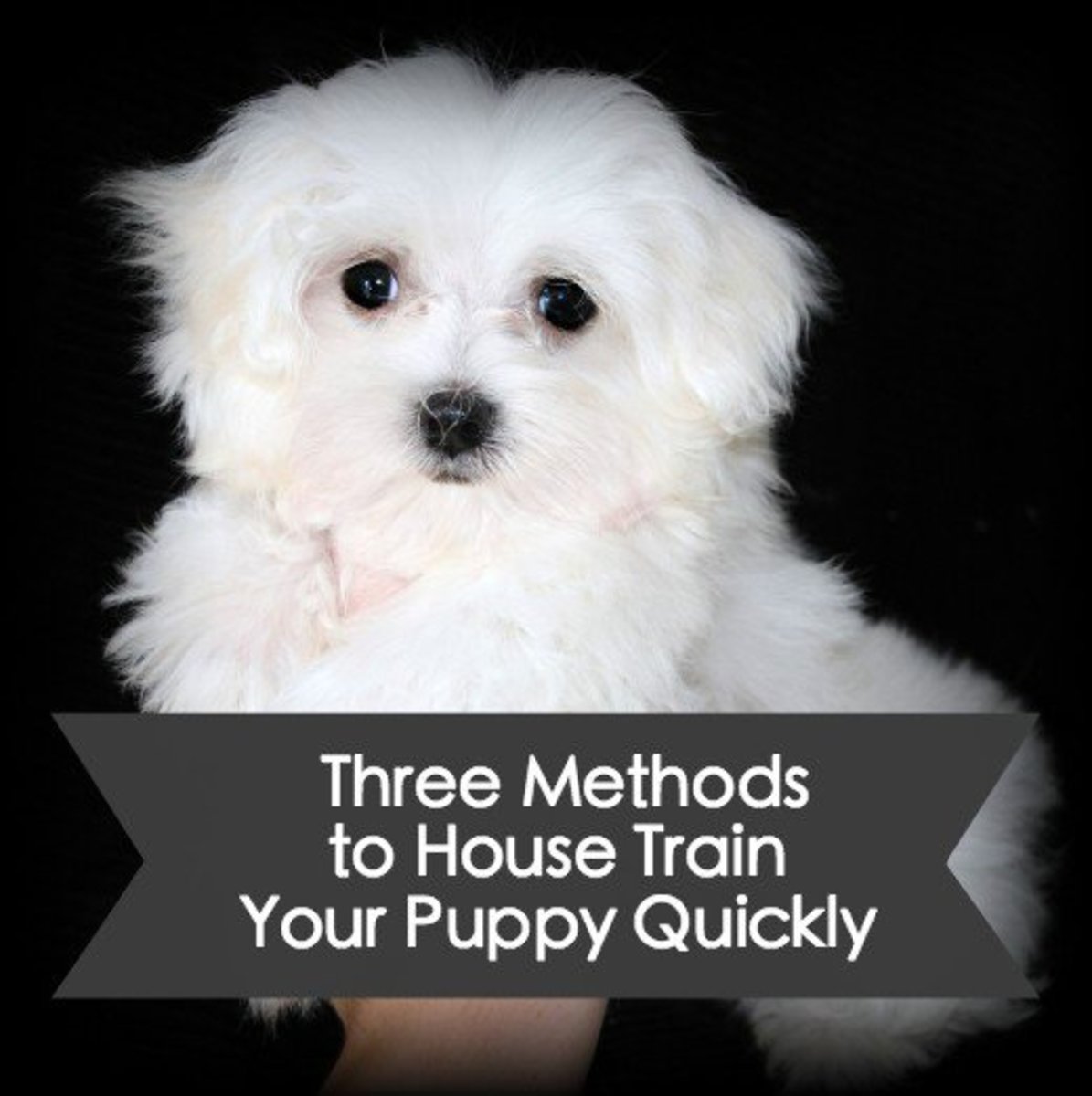 How to House Train a Puppy Fast Three Training Methods to