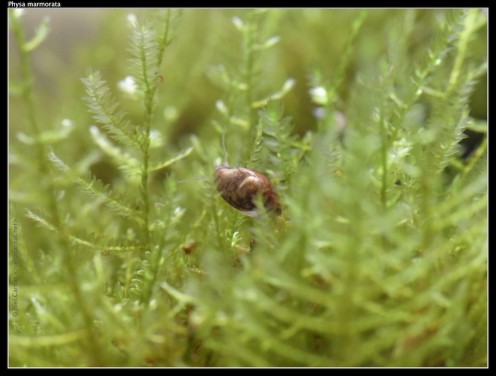 How to Make a Self-Sustaining Aquarium How to Make a Self-Sustaining Aquarium
