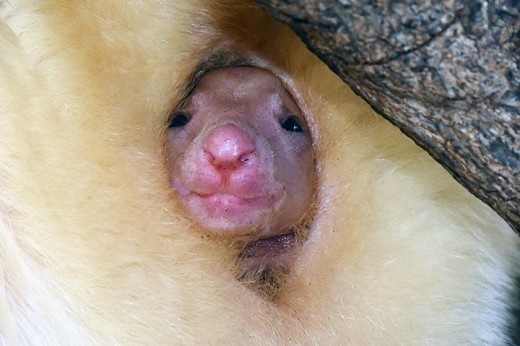 Baby tree kangaroo peeking out of mom's pouch