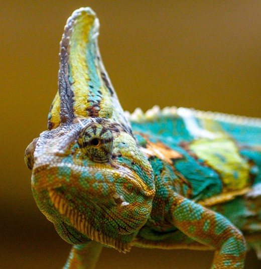 A chameleon at the Aluxes Ecoparque, outside of Palenque, Mexico.