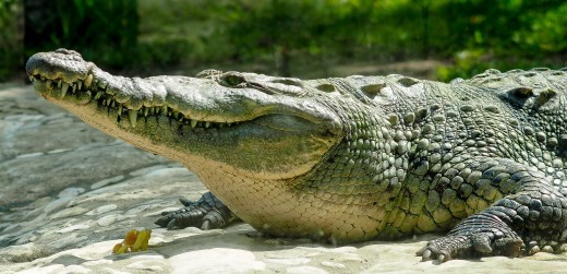  A huge croc, about 9 feet long.