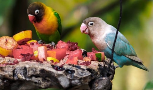 A variety of parrot or parakeets I'd never seen before