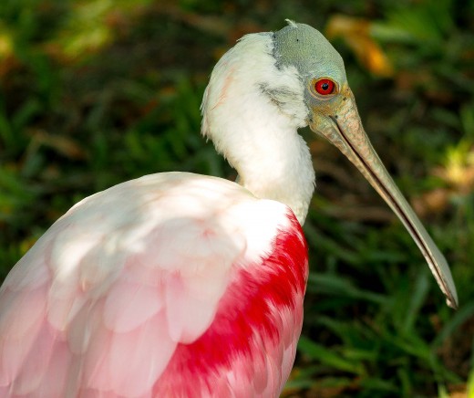 A bird that wades the channels the crawl around the park.