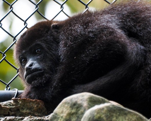 One of the howling monkeys at Aluxes Ecoparque in Mexico