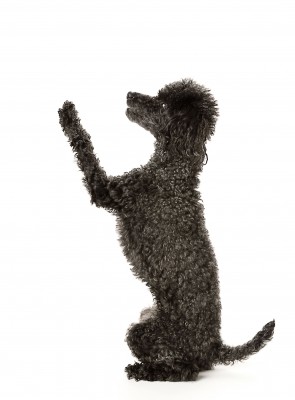 Toy Poodles are very smart, therefore, easy to train! 