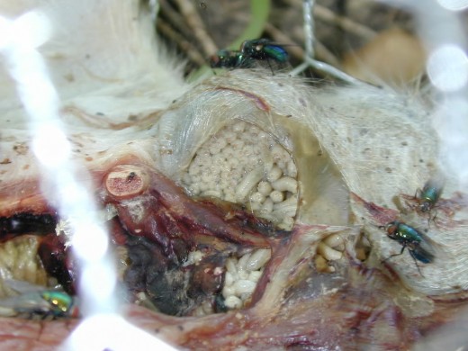 These maggots, packed under the skin, might look like a tumor, or lump, and nothing more. 
